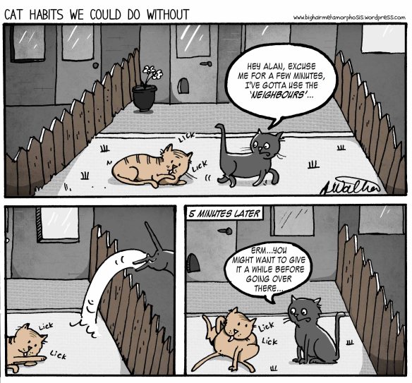 bad cat habits