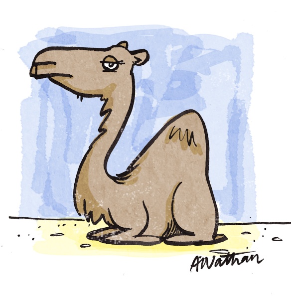 camel_colour